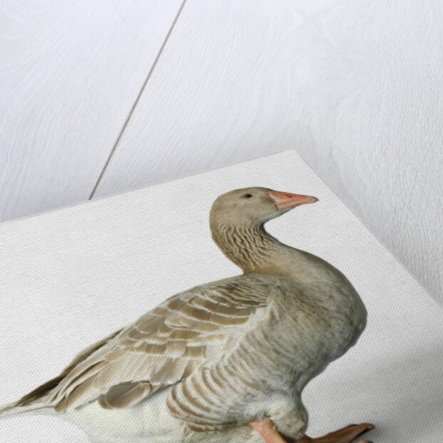 American Buff Goose by Anonymous