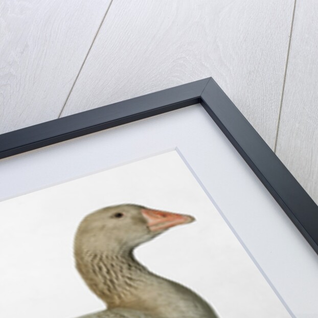 American Buff Goose by Anonymous