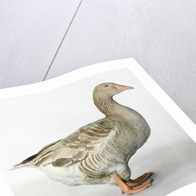 American Buff Goose by Anonymous