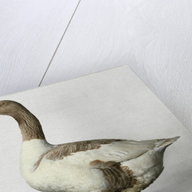 Pomeranian Goose by Anonymous