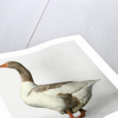 Pomeranian Goose by Anonymous