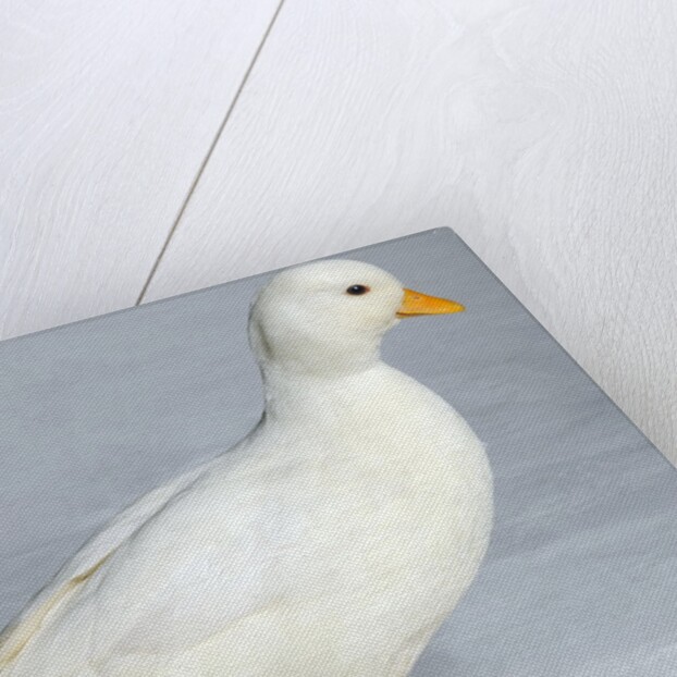 Call Duck by Anonymous