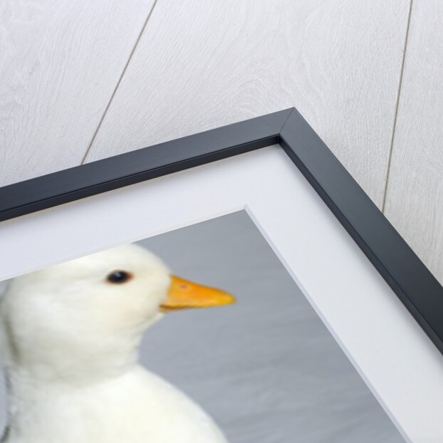 Call Duck by Anonymous