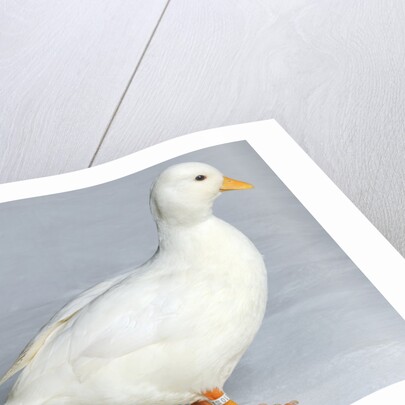 Call Duck by Anonymous