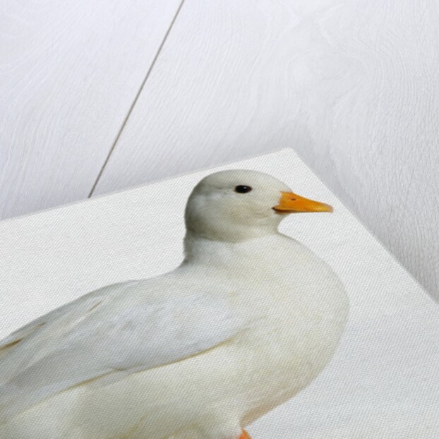 Call Duck by Anonymous