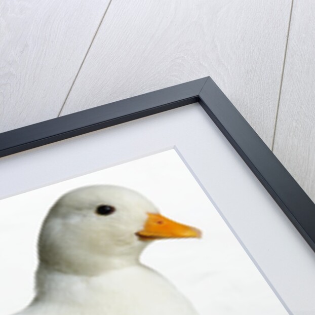 Call Duck by Anonymous