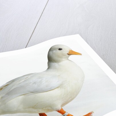 Call Duck by Anonymous