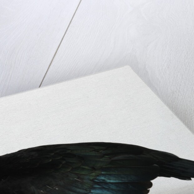 Muscovy Duck by Anonymous