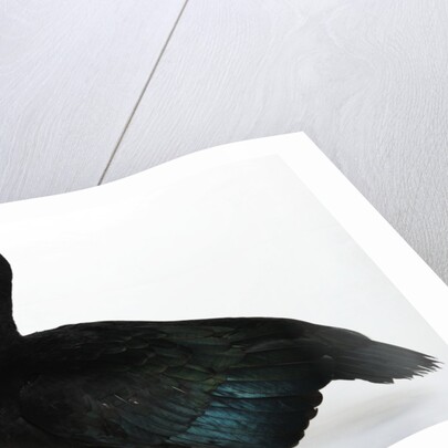 Muscovy Duck by Anonymous