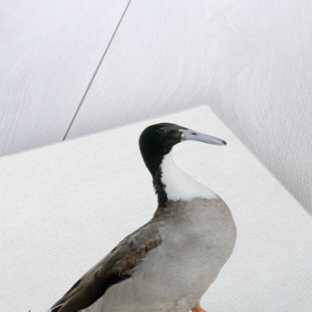 Hook Bill Duck by Anonymous