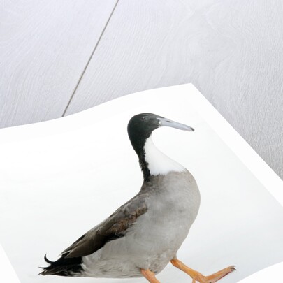 Hook Bill Duck by Anonymous