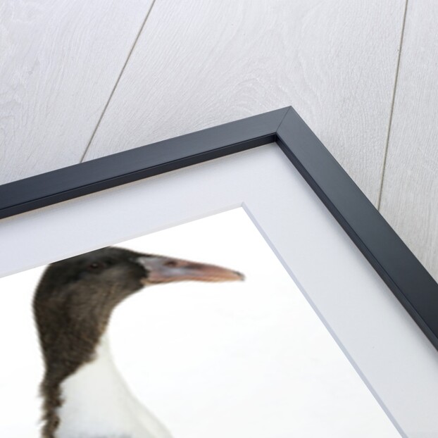 Hook Bill Duck by Anonymous