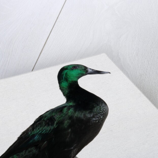 Black East India Duck by Anonymous