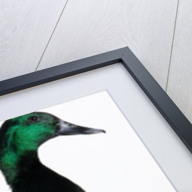 Black East India Duck by Anonymous