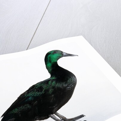 Black East India Duck by Anonymous