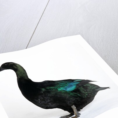 Black East India Duck by Anonymous