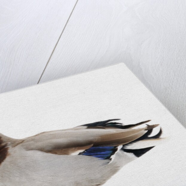 Call Duck by Anonymous