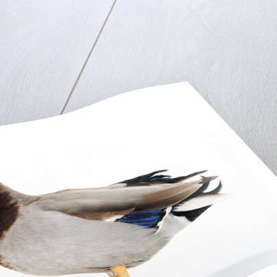 Call Duck by Anonymous