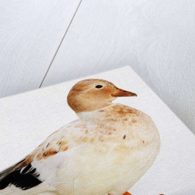 Call Duck by Anonymous