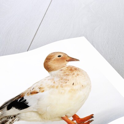Call Duck by Anonymous