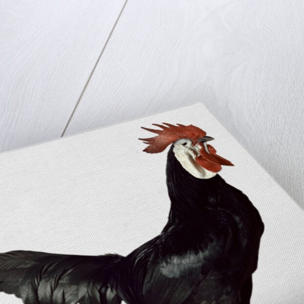 White Faced Black Spanish Cockerel by Anonymous