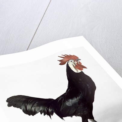 White Faced Black Spanish Cockerel by Anonymous