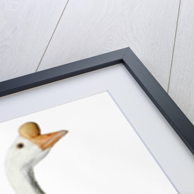 Chinese Goose by Anonymous