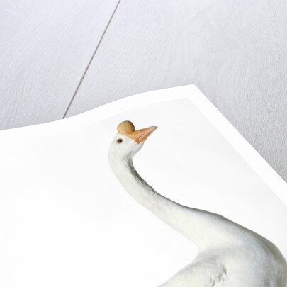 Chinese Goose by Anonymous