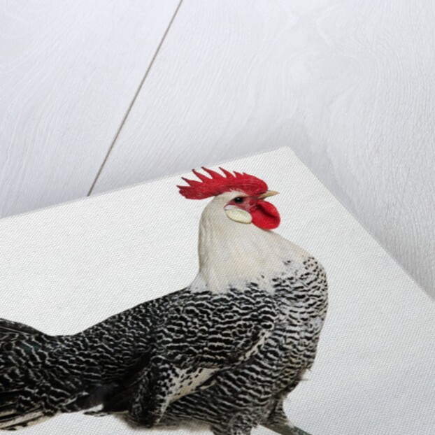 Campine or Braekel by Anonymous