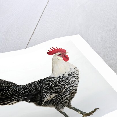 Campine or Braekel by Anonymous