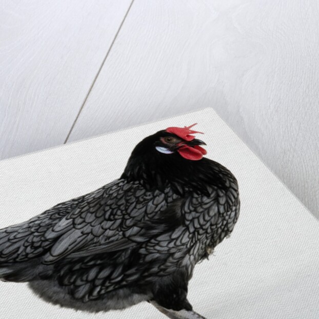 Blue Andalusian Hen by Anonymous