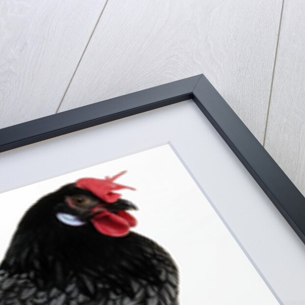 Blue Andalusian Hen by Anonymous