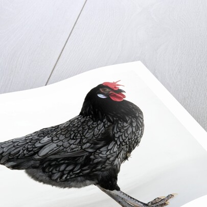 Blue Andalusian Hen by Anonymous