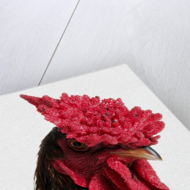 Derbyshire Redcap Rooster by Anonymous
