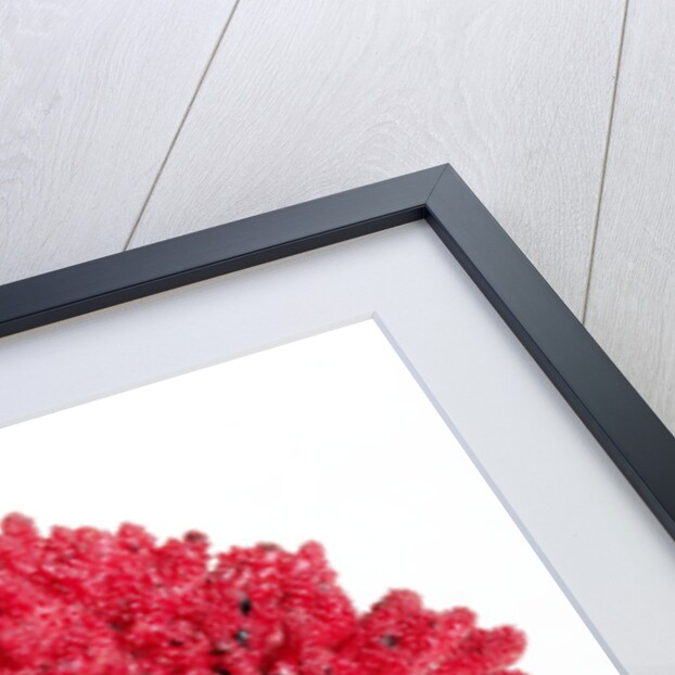 Derbyshire Redcap Rooster by Anonymous