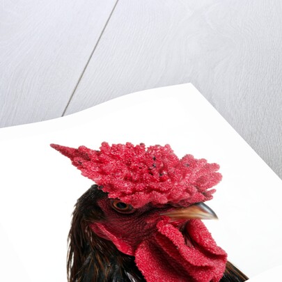 Derbyshire Redcap Rooster by Anonymous
