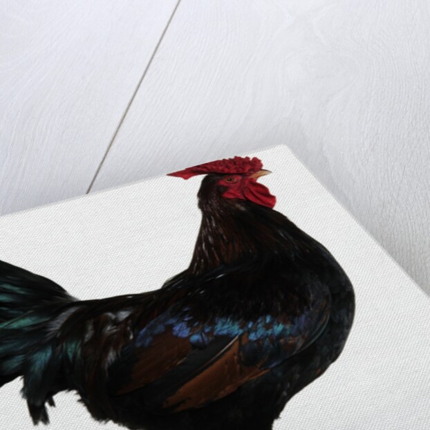 Derbyshire Redcap Rooster by Anonymous