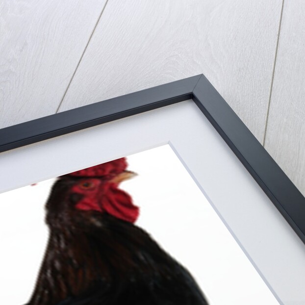 Derbyshire Redcap Rooster by Anonymous