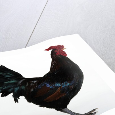 Derbyshire Redcap Rooster by Anonymous