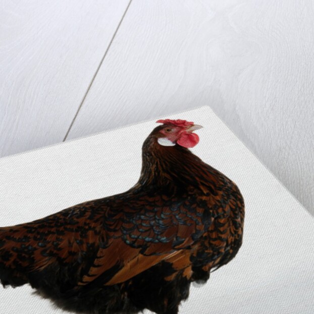 Derbyshire Redcap Hen by Anonymous