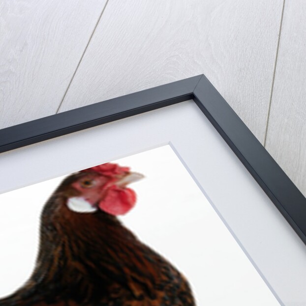 Derbyshire Redcap Hen by Anonymous