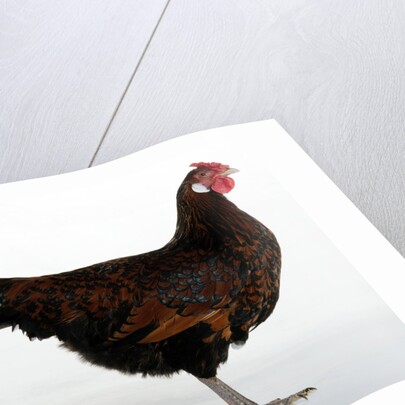 Derbyshire Redcap Hen by Anonymous