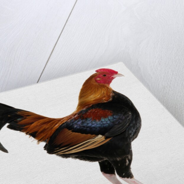 Old English Game Bantam by Anonymous