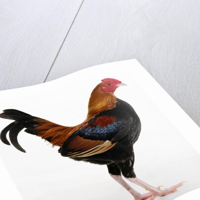 Old English Game Bantam by Anonymous
