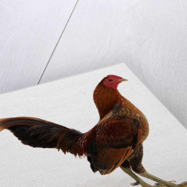 Old English Game Bantam by Anonymous