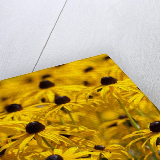 black-eyed Susan by Anonymous