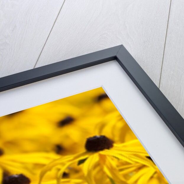 black-eyed Susan by Anonymous