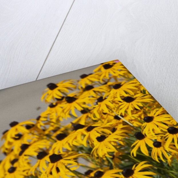 black-eyed Susan by Anonymous