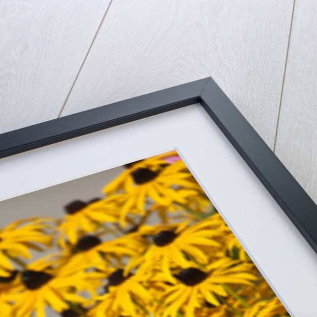 black-eyed Susan by Anonymous