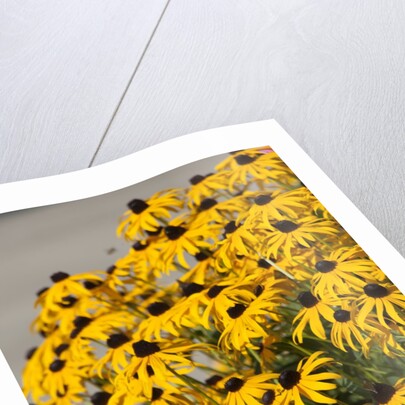 black-eyed Susan by Anonymous